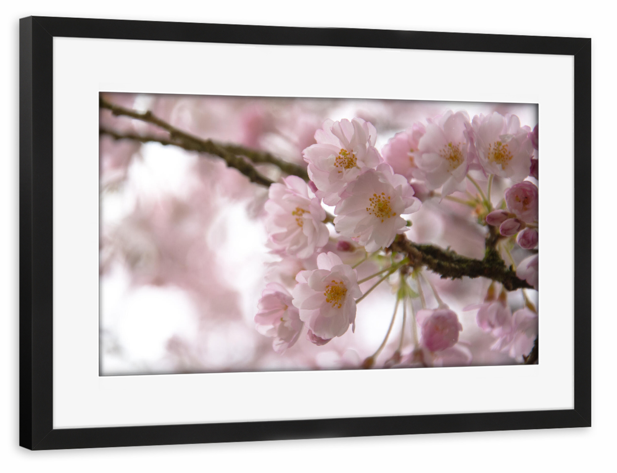 Poster mit Rahmen schwarz "Kirchblüten" artboxONE - Natur,Floral