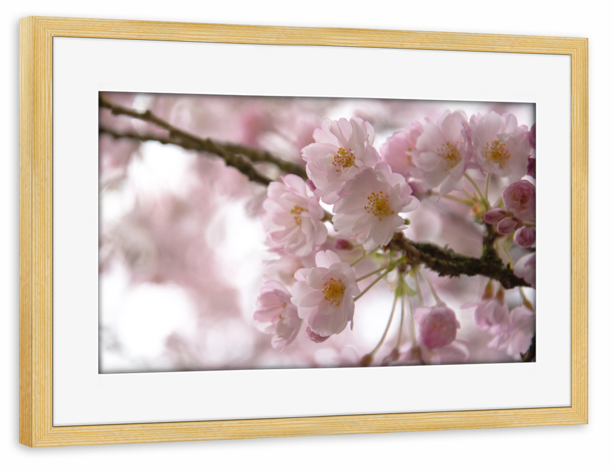 Poster mit Rahmen kiefer "Kirchblüten" artboxONE - Natur,Floral