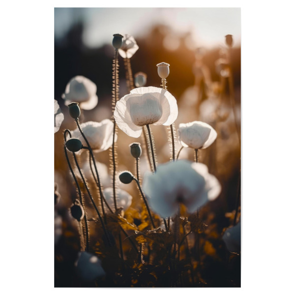 Poster "White Poppy Field (Three)" artboxONE - Natur,Floral,Für Mama