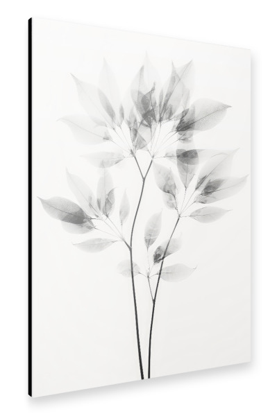 Alu-Dibond "Transparent Botanic (Eight)" 30x20 cm artboxONE