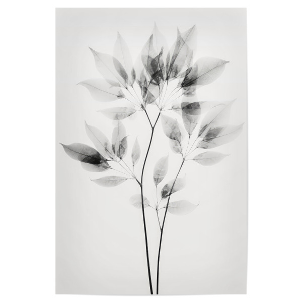 Poster 30x20 cm "Transparent Botanic (Eight)" artboxONE - Natur,Floral,Abstrakt