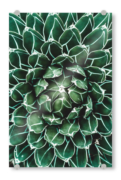 Acrylglasbild "Grünes Kaktusherz" artboxONE - Natur,Reise,Reise / Strand und Meer