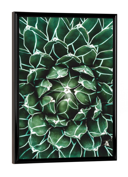 Poster mit schwarzem Rahmen "Grünes Kaktusherz" artboxONE - Natur,Reise,Reise / Strand und Meer