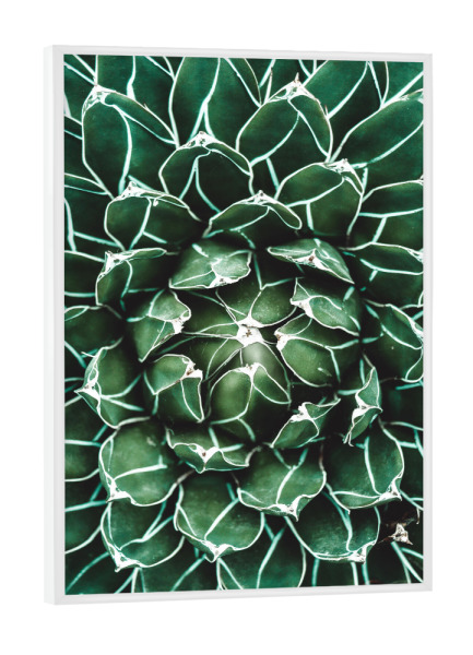 Poster mit weißem Rahmen "Grünes Kaktusherz" artboxONE - Natur,Reise,Reise / Strand und Meer