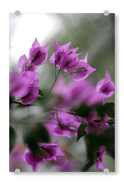 Acrylglasbild "Bougainvillea Blütenzweig Pink" artboxONE - Natur,Reise,Floral