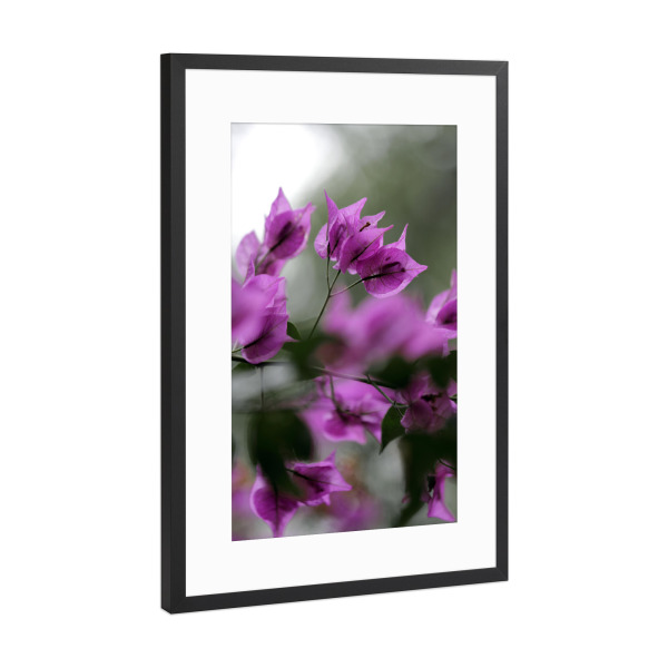 Poster mit Rahmen Schwarz (Metallic) "Bougainvillea Blütenzweig Pink" artboxONE - Natur,Reise,Floral