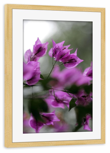 Poster mit Rahmen kiefer "Bougainvillea Blütenzweig Pink" artboxONE - Natur,Reise,Floral