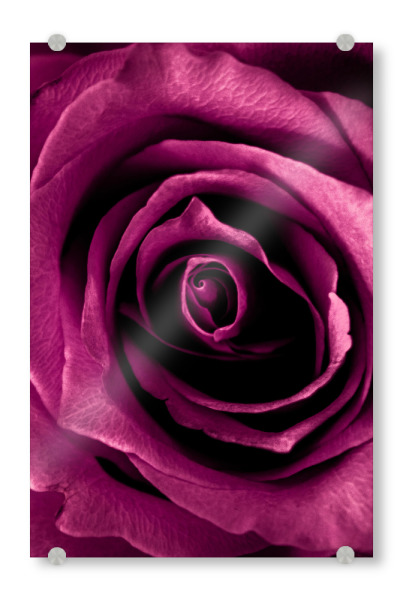 Acrylglasbild "Tiefrosa Rose" artboxONE - Natur,Floral,Liebe