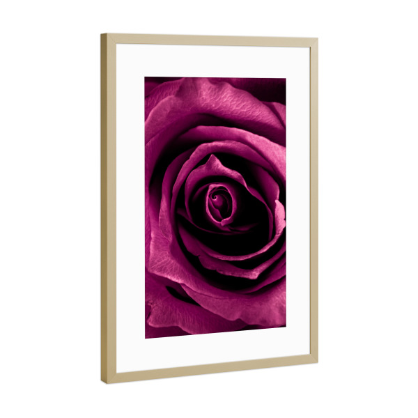 Poster mit Rahmen Gold "Tiefrosa Rose" artboxONE - Natur,Floral,Liebe