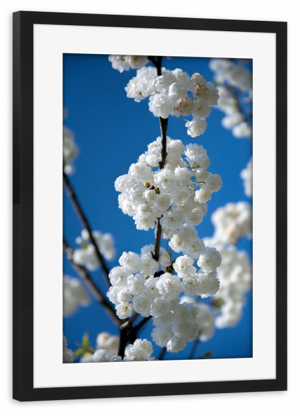 Poster mit Rahmen schwarz "Blütezeit" artboxONE - Floral - Frühling,Blaue himmel,Weiße blüte,Sonne,Liebe,Natur,Entspannung,Gefühle