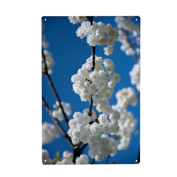 Metall Poster "Blütezeit" artboxONE - Floral - Frühling,Blaue himmel,Weiße blüte,Sonne,Liebe,Natur,Entspannung,Gefühle - Blechschild