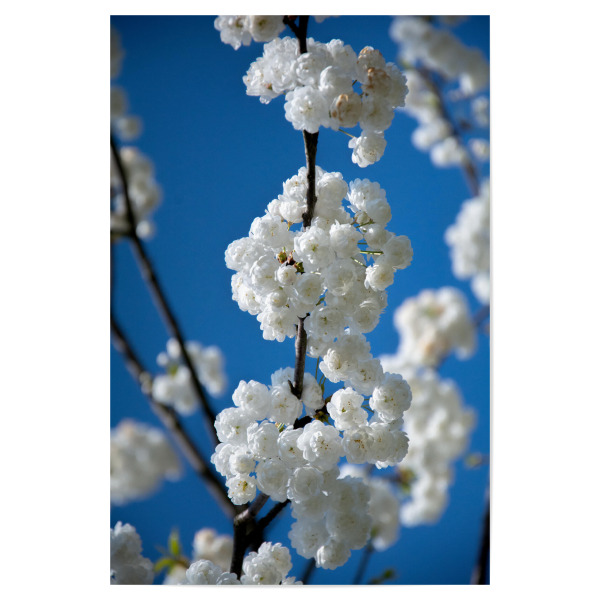 Poster "Blütezeit" artboxONE - Floral - Frühling,Blaue himmel,Weiße blüte,Sonne,Liebe,Natur,Entspannung,Gefühle