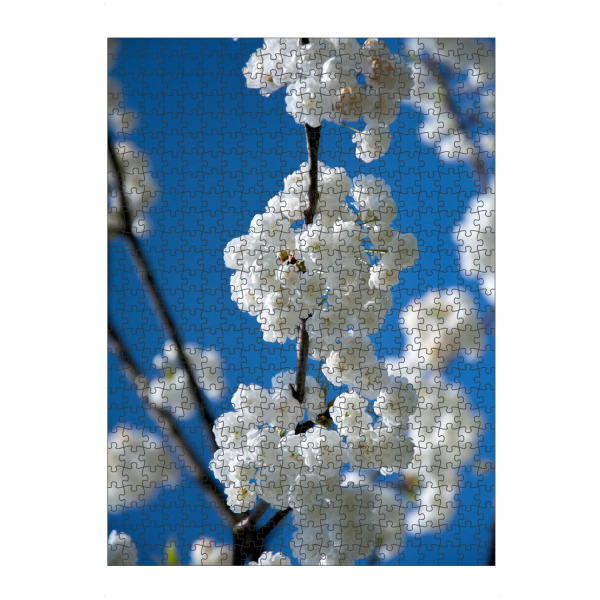 Puzzle Ravensburger "Blütezeit" artboxONE - Floral - Frühling,Blaue himmel,Weiße blüte,Sonne,Liebe,Natur,Entspannung,Gefühle - Bild frühling
