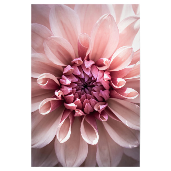 Poster "Pink Flower of life" artboxONE - Natur,Floral,Für Mama