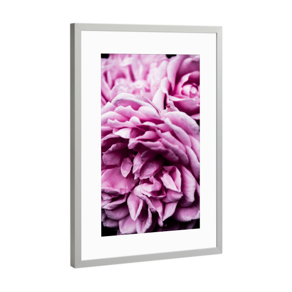 Poster mit Rahmen Silber "Pflanze mit rosa Blütenblättern" artboxONE - Natur,Floral,Für Mama