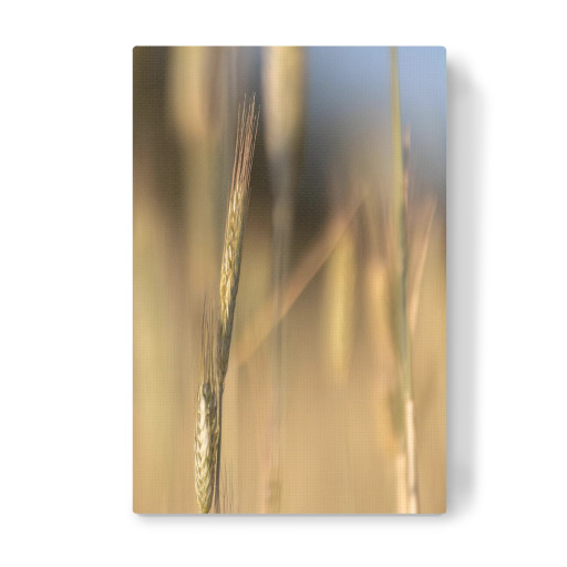 Kornfeld abstrakt