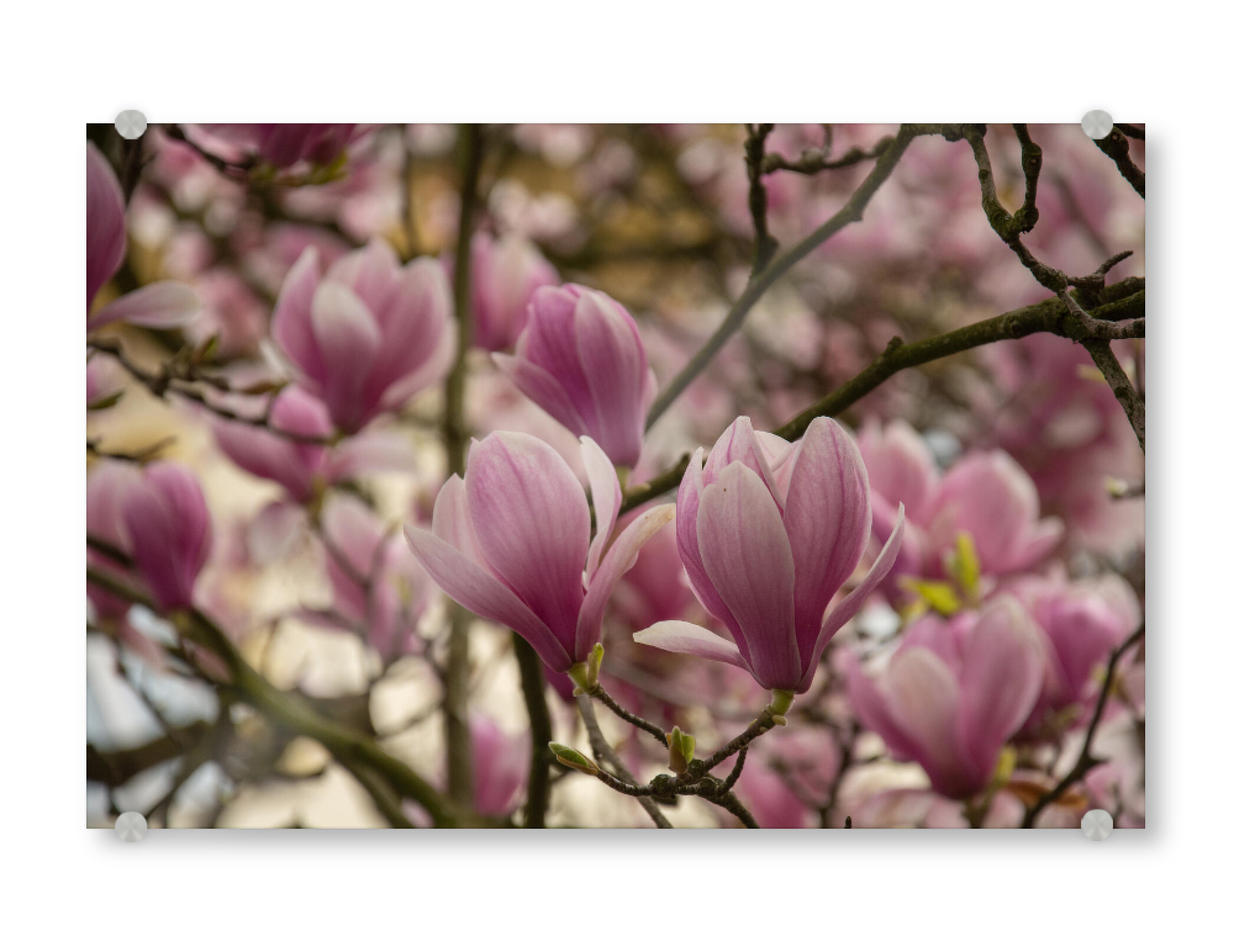 Acrylglasbild "Magnolienzeit" artboxONE - Floral - Magnolien,Magnolienzweig,Zweig,Frühling,Rühe,Liebe,Frühlingserwachen,Blütezeit,Herrlichkeit