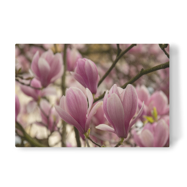 Leinwandbild "Magnolienzeit" artboxONE - Floral - Magnolien,Magnolienzweig,Zweig,Frühling,Rühe,Liebe,Frühlingserwachen,Blütezeit,Herrlichkeit
