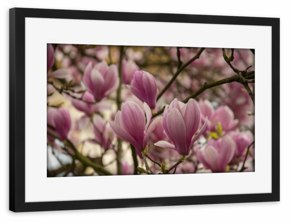 Poster mit Rahmen schwarz "Magnolienzeit" artboxONE - Floral