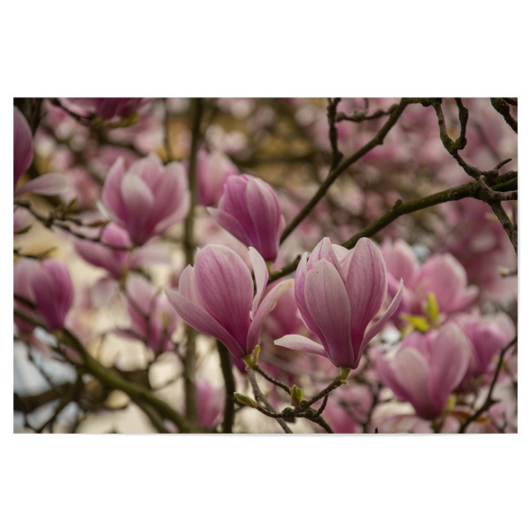 Poster "Magnolienzeit" artboxONE - Floral - Magnolien,Magnolienzweig,Zweig,Frühling,Rühe,Liebe,Frühlingserwachen,Blütezeit,Herrlichkeit