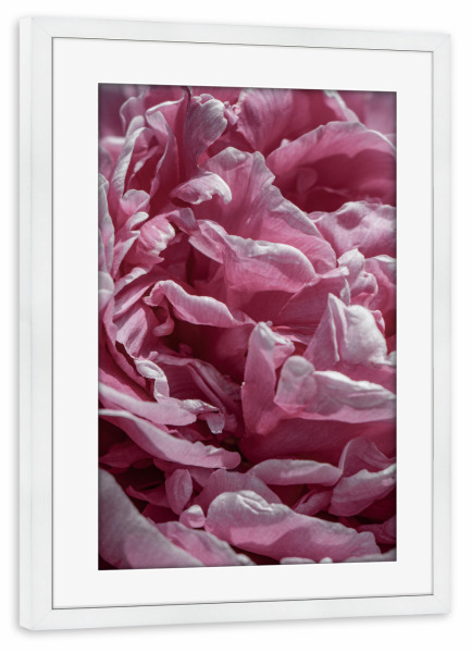 Poster mit Rahmen weiß "Hauch von Blütenblättern" artboxONE - Natur,Floral,Liebe