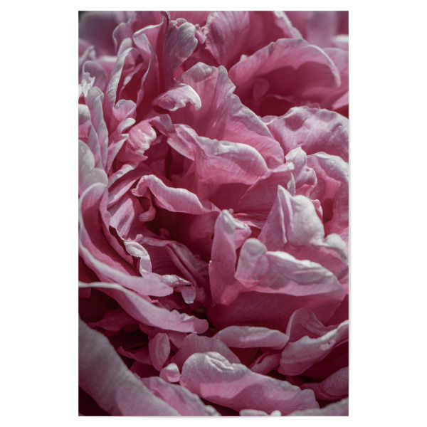 Poster 30x20 cm "Hauch von Blütenblättern" artboxONE - Natur,Floral,Liebe
