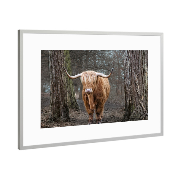 Poster mit Rahmen Silber "Waldhochlandkuh" artboxONE - Natur,Reise,Tiere
