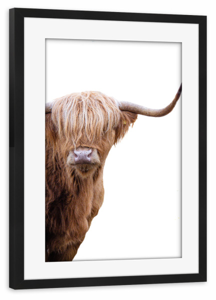 Poster mit Rahmen schwarz "Schottische Hochlandkuh" artboxONE - Natur,Tiere
