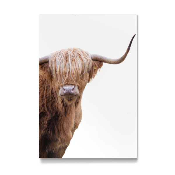 Galerie-Print "Schottische Hochlandkuh" 30x20 cm artboxONE