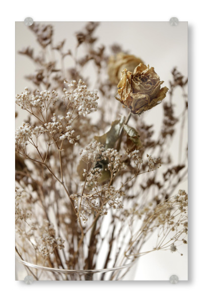 Acrylglasbild "Trockenblumen Soft Beige" artboxONE - Natur,Floral,Liebe