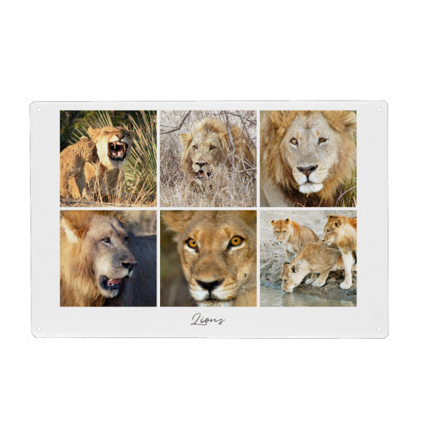 Metall Poster "Lions Collage" artboxONE - Natur,Reise,Tiere,Reise / Afrika
