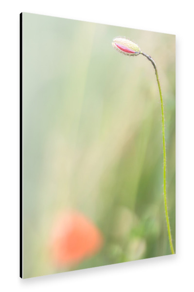 Alu-Dibond "Mohnblume - Knospe" 30x20 cm artboxONE