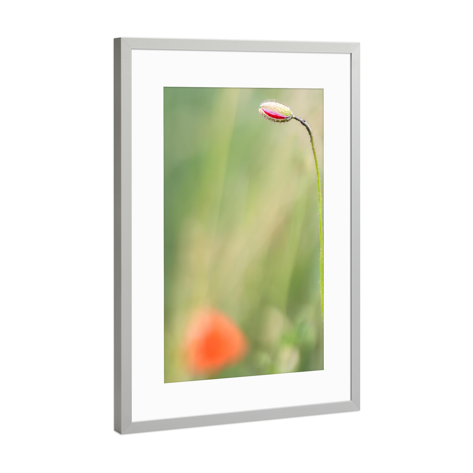 Poster mit Rahmen Silber "Mohnblume - Knospe" artboxONE - Floral - Mohnblume,Blumen,Knospe,Wildblumen,Gras,Grün,Rot