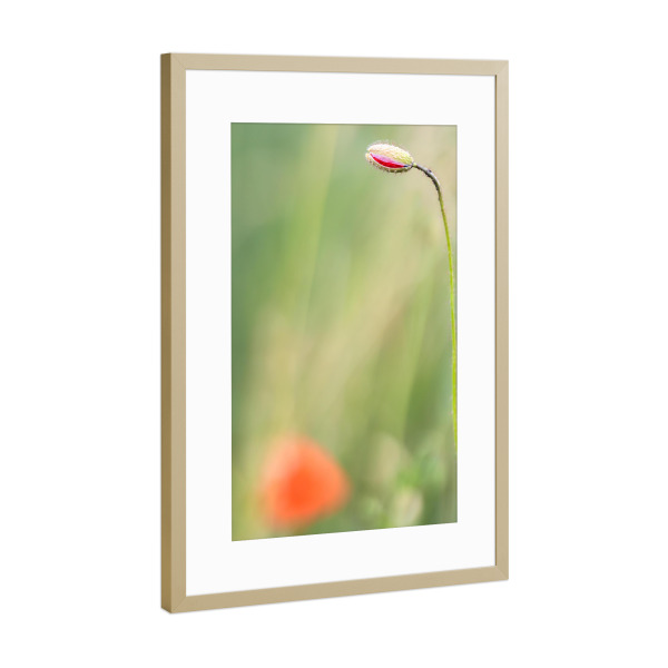 Poster mit Rahmen Gold "Mohnblume - Knospe" artboxONE - Floral - Mohnblume,Blumen,Knospe,Wildblumen,Gras,Grün,Rot