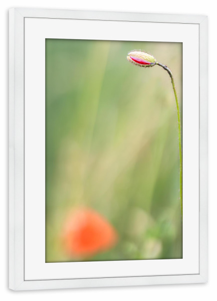 Poster mit Rahmen weiß "Mohnblume - Knospe" artboxONE - Floral - Mohnblume,Blumen,Knospe,Wildblumen,Gras,Grün,Rot