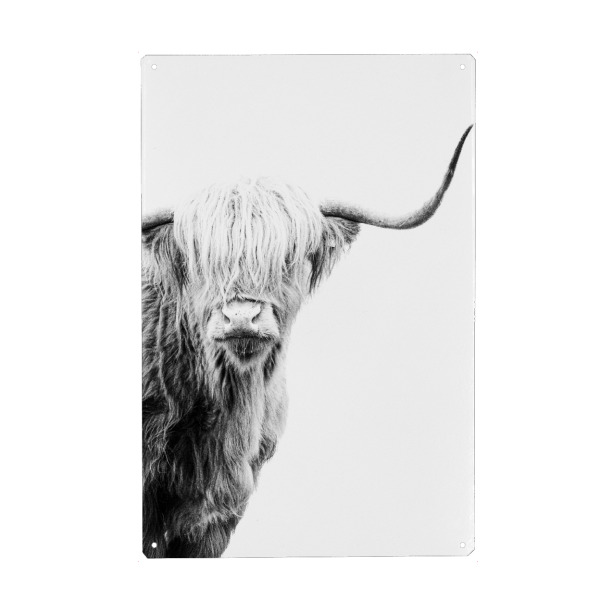 Metall Poster "Highlander-Kuh I" artboxONE - Natur,Tiere