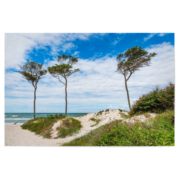 Poster "Düne, Windflüchter, Meer" artboxONE - Natur,Reise,Reise / Strand und Meer