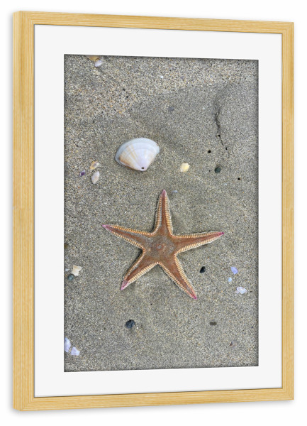 Poster mit Rahmen kiefer "Muschel und Seestern" artboxONE - Reise / Strand und Meer,Reise / Länder