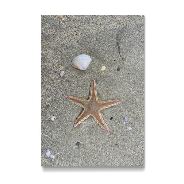 Galerie-Print "Muschel und Seestern" 30x20 cm artboxONE