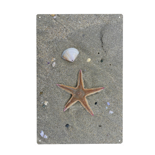 Shell and Starfish