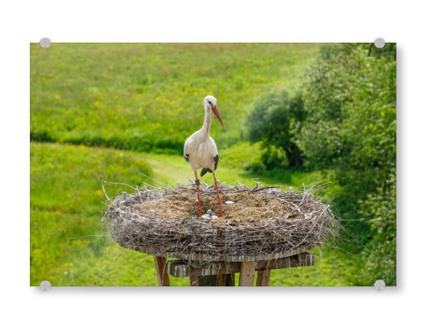 Acrylglasbild "Storch mit Nest" artboxONE - Tiere - Storch,Vogel,Storchennest,Weißstorch,Nest,Storchenküken