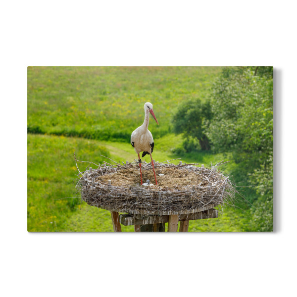 Galerie-Print "Storch mit Nest" 30x20 cm artboxONE