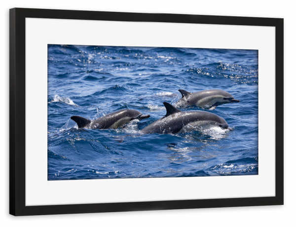 Poster mit Rahmen schwarz "Delfine" artboxONE - Natur,Tiere - Delfine,Tiere,Usa,Newport beach,Kalifornien