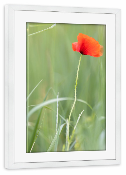 Poster mit Rahmen weiß "Einzelne Mohnblume" artboxONE - Floral - Mohn,Mohnblume,Gras,Blumen,Grün,Rot