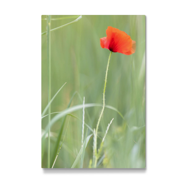 Galerie-Print "Einzelne Mohnblume" 30x20 cm artboxONE