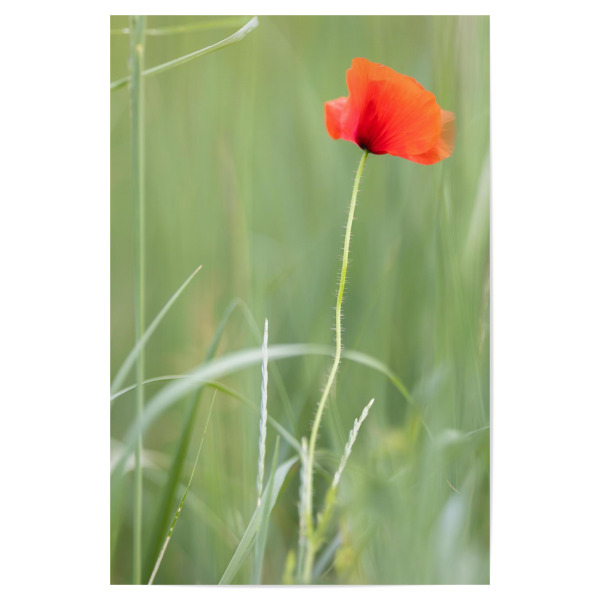 Poster "Einzelne Mohnblume" artboxONE - Floral - Mohn,Mohnblume,Gras,Blumen,Grün,Rot