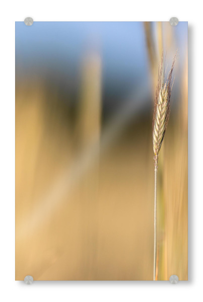 Acrylglasbild "Kornfeld - Bokeh" artboxONE - Natur - Kornfeld,Natur,Bokeh,Weich,Gold