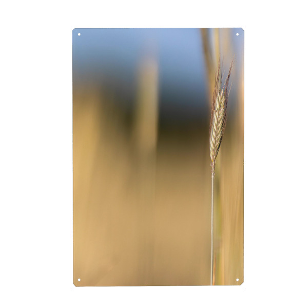 Holzbild "Kornfeld - Bokeh" artboxONE - Natur - Kornfeld,Natur,Bokeh,Weich,Gold