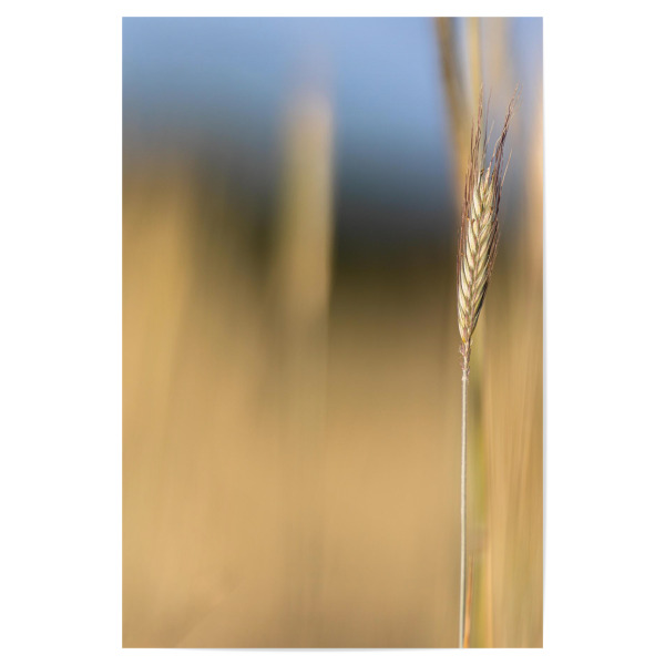 Poster 30x20 cm "Kornfeld - Bokeh" artboxONE - Natur - Kornfeld,Natur,Bokeh,Weich,Gold