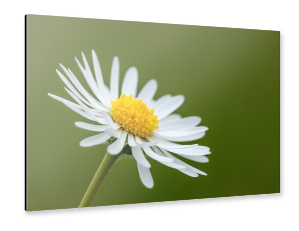 Alu-Dibond "Die Blüte des Gänseblümchens" 30x20 cm artboxONE